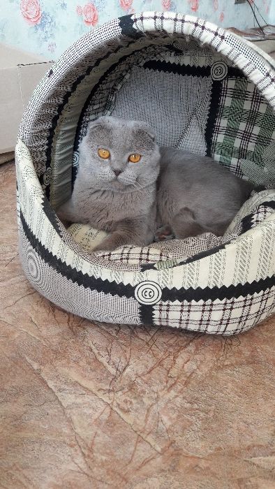 Шотландский вислоухий (Скотиш фолд). Вязка. Лиловый