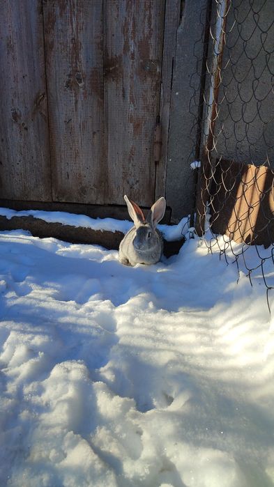 У продажу є кролики різних порід та полнораціонний комбікорм