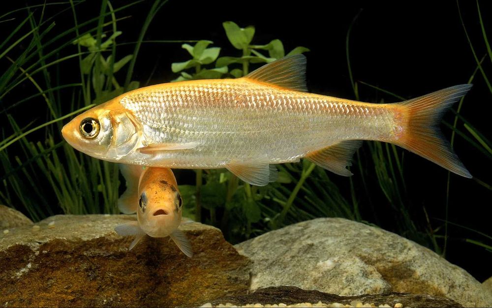 Escalo Dourado Golden Orfe 10-14cm Agua Fria