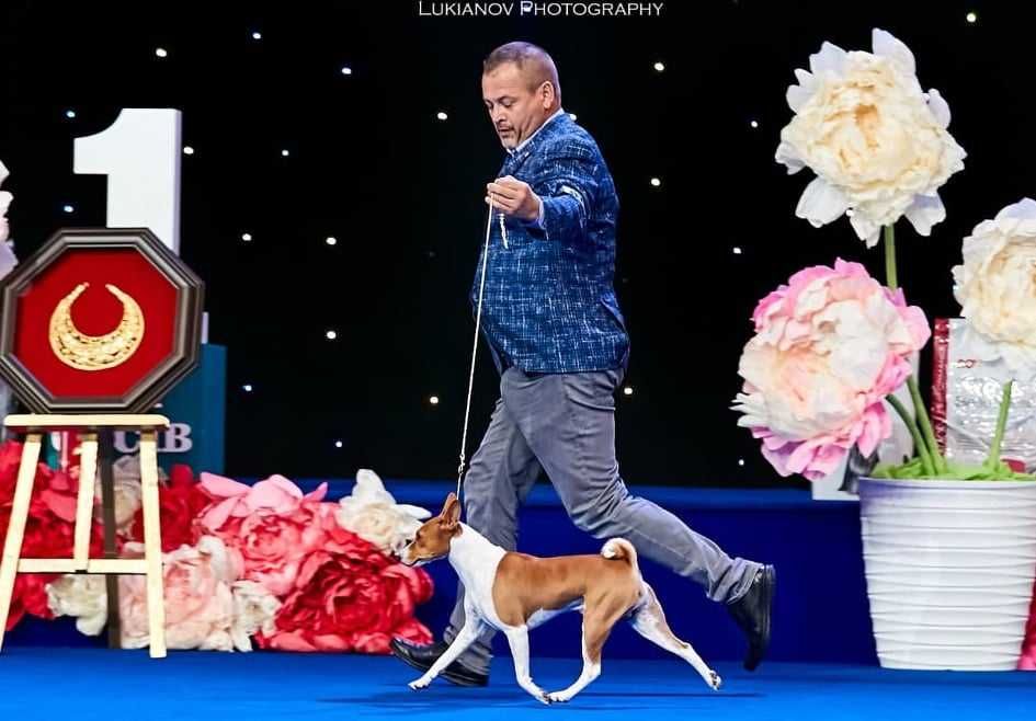 Цуценята  басенджі