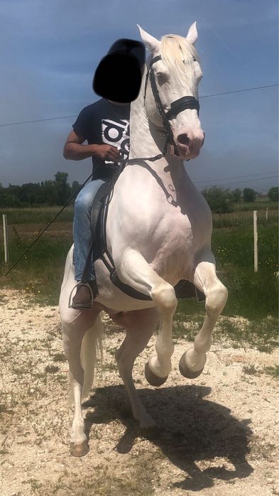 Cavalo PSL para cobrir