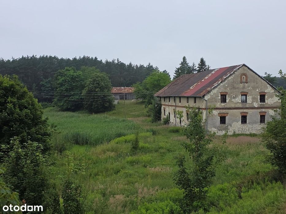 Zabytkowy Młyn, budynki gospodarcze, rzeka, las - Widok 2
