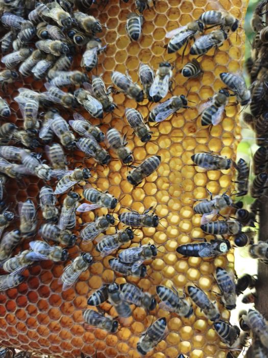 Matka pszczela Unasieniona Naturalnie CJ10/SKLENAR , HINDREHOFER Rzeszów