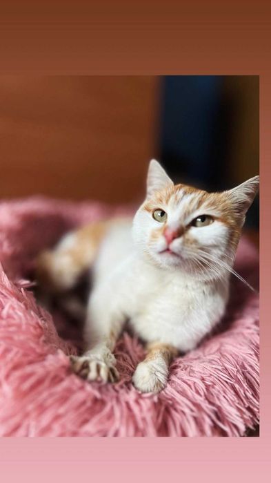 Отдам рыжую кошку, стерилизована, 8 месяцев
