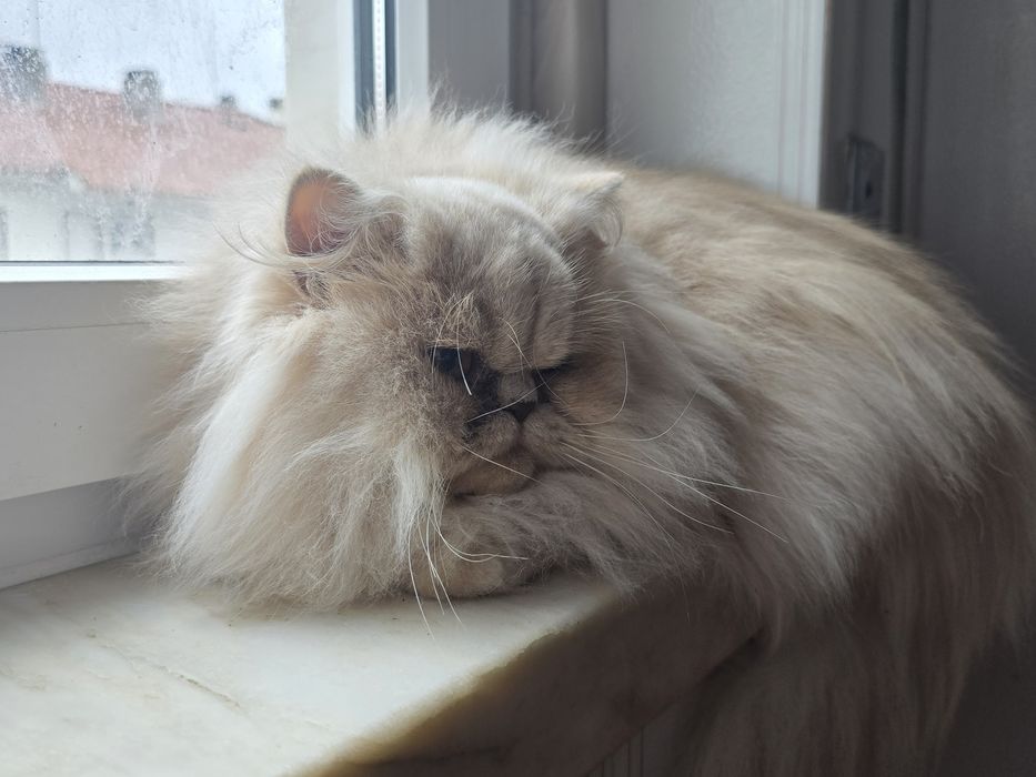 Gatinha Persa  creme