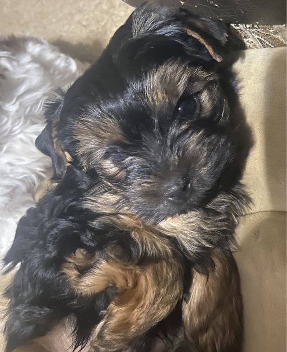 Йорчик ,красунчик