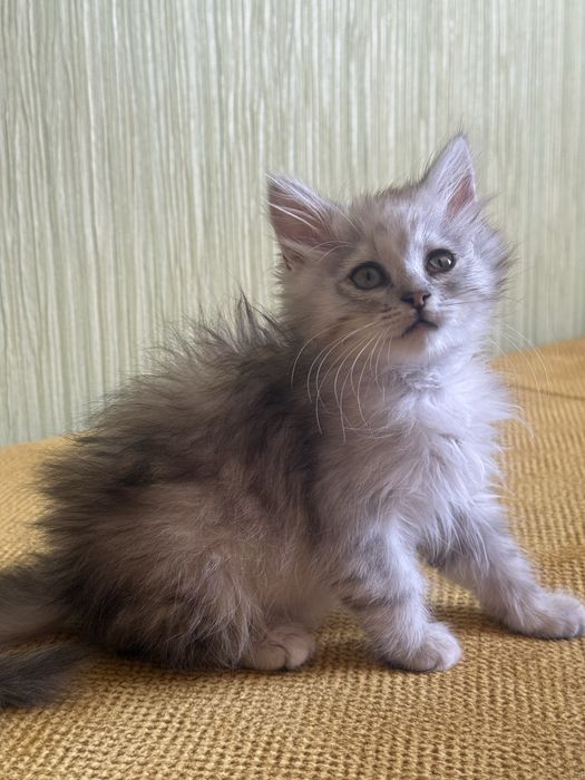 Кошенята,в добрі руки