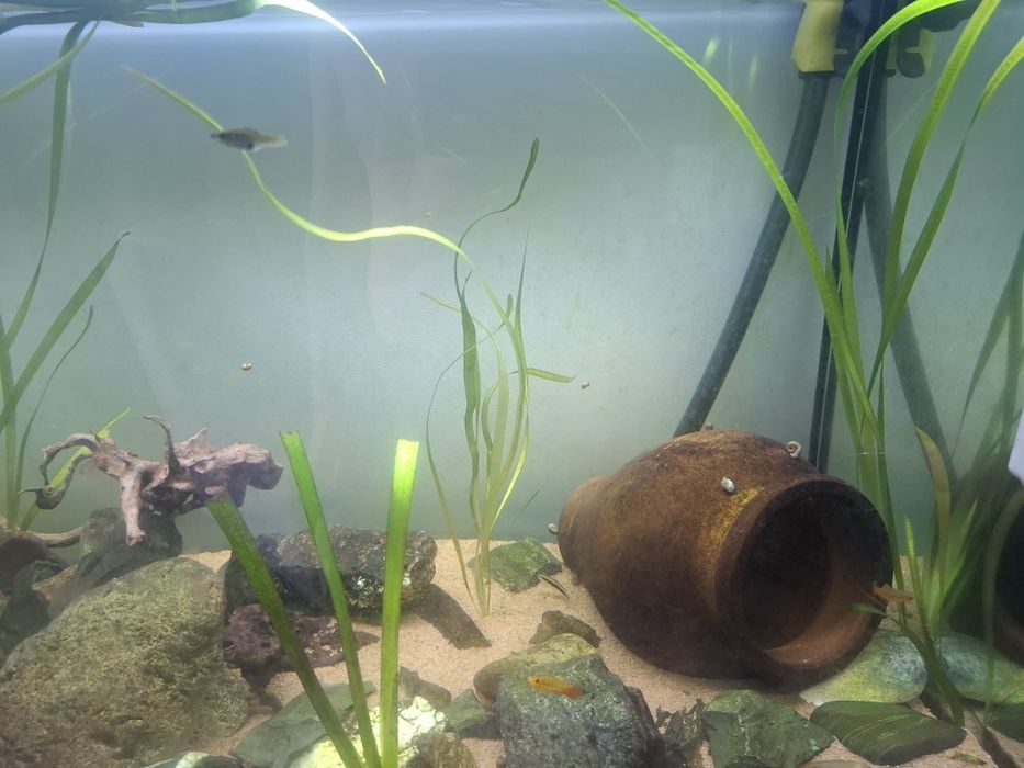 Aquário+móvel+peixe+acessórios