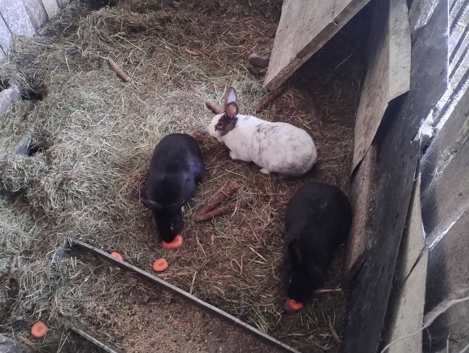 Sprzedam młode króliki