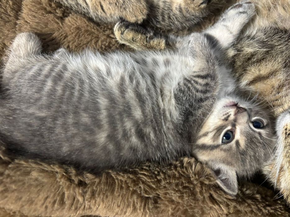 Котята в добрі руки кошеня