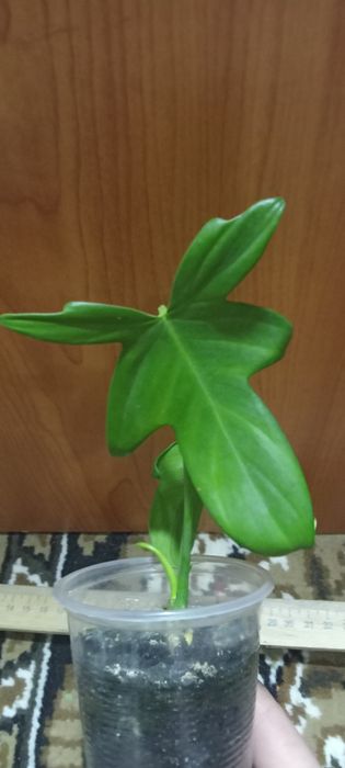 Комнатные цветы...