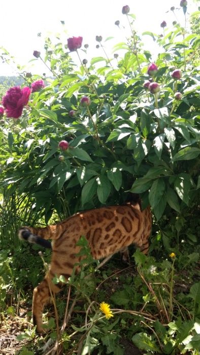 бенгальский кот чемпион