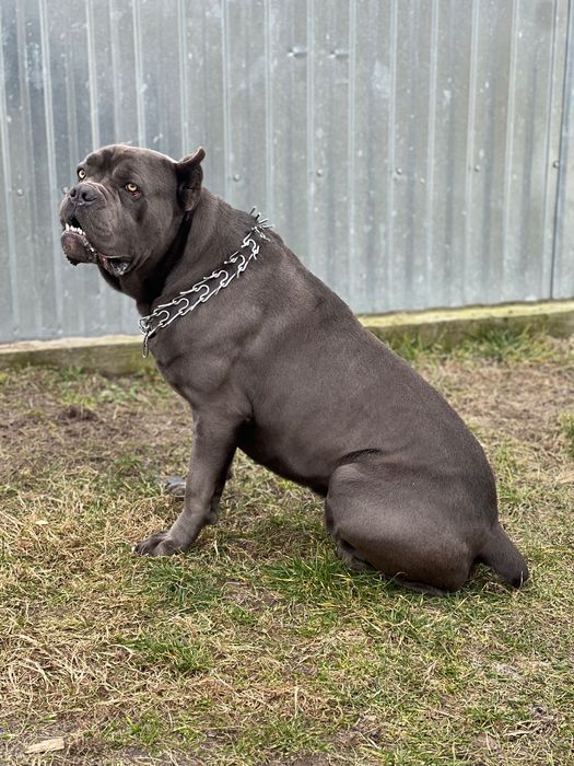 Злучка, кане-корсо кобель  шукає пару.