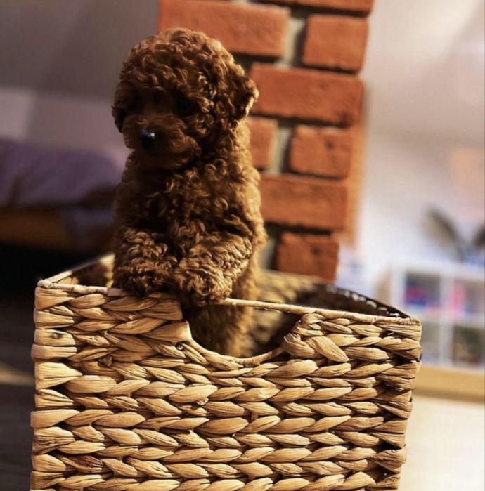 Pudel miniatura red brown / Genetyka