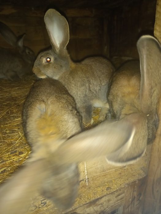 Króliki rasowe kilka ras