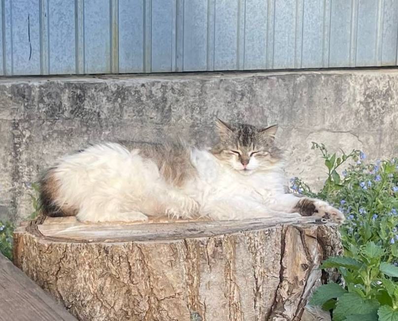 кошеня в добрі руки