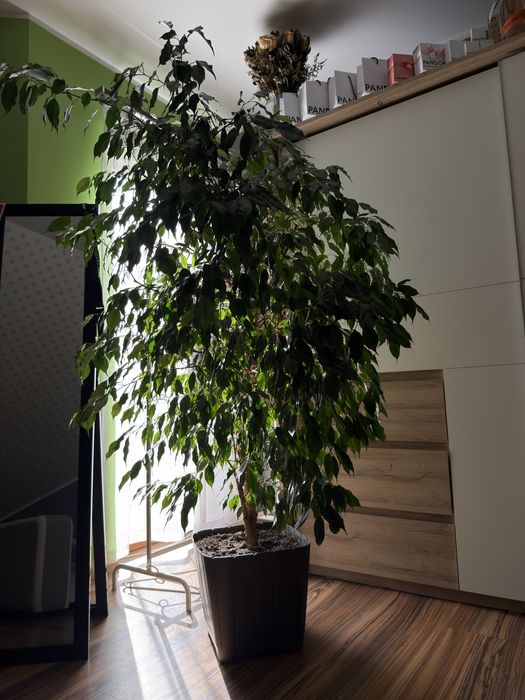 Figowiec Benjamina
