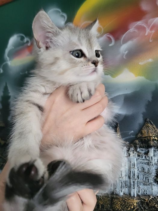 скотiшт страйт котик