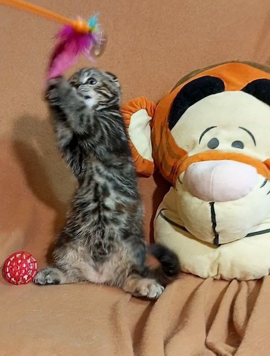 Котенок : Потешная игрунка .