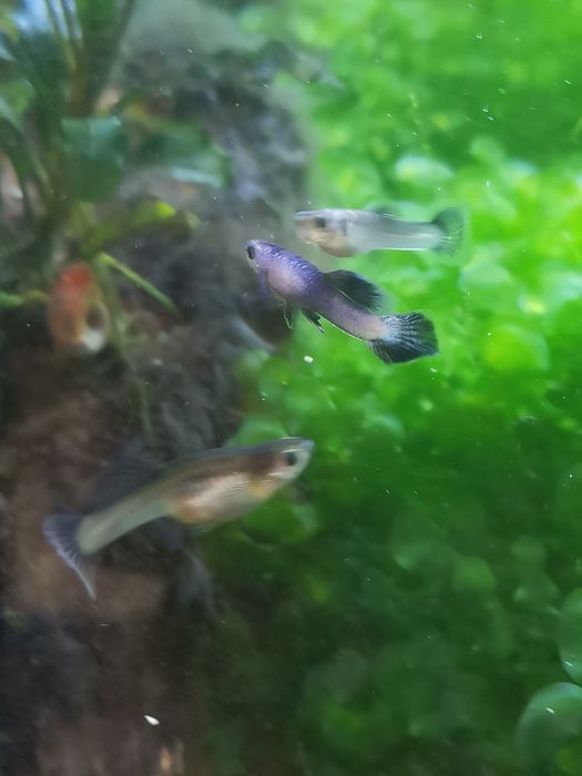 Gupik Endlera Panda dumbo para - Promocja !