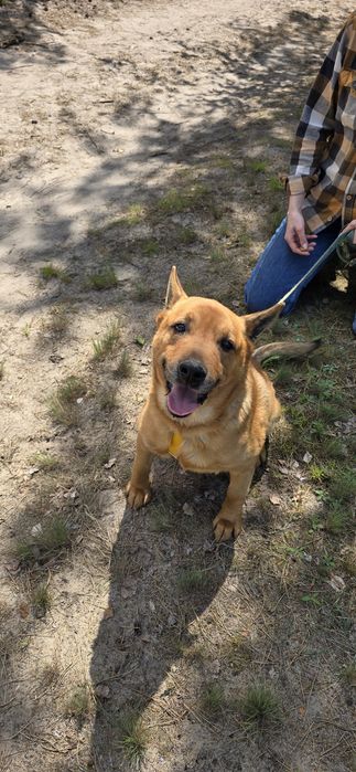 Super pies Spejson czeka w schronisku na domek