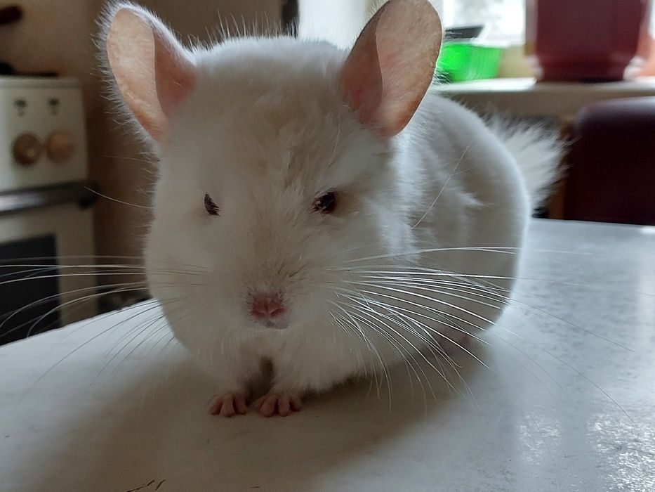 Домашні ручні гризуни