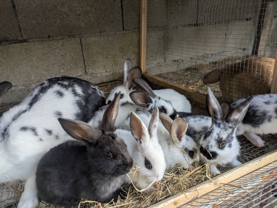 Conejos en venta