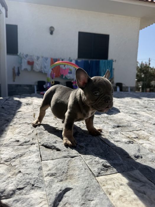 Bulldog Francês Excelente Linhagem