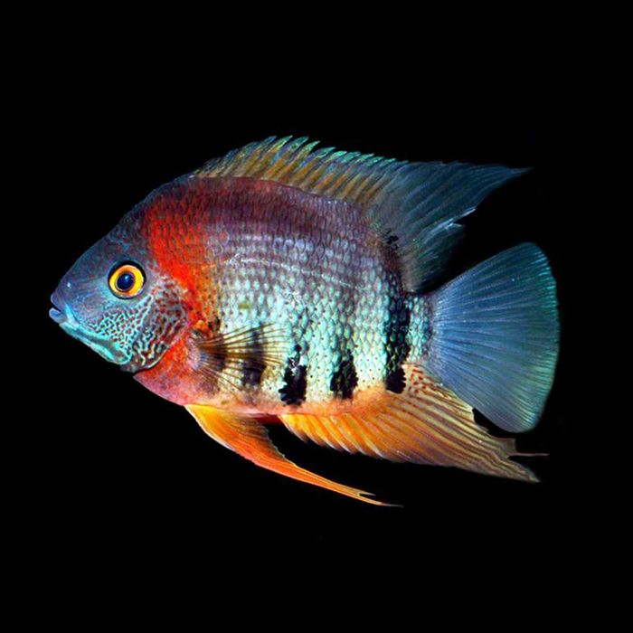 GB Pielęgnica Severum Rotkeil - dowóz ryb!