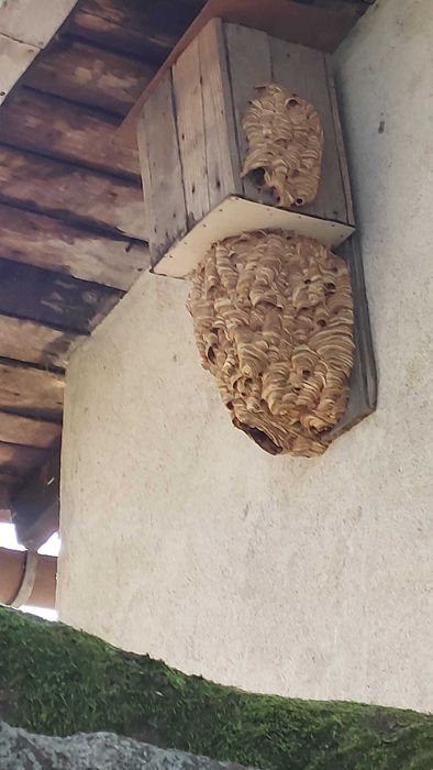 likwidacja Usuwanie  gniazd os i szerszeni, Gwarancja