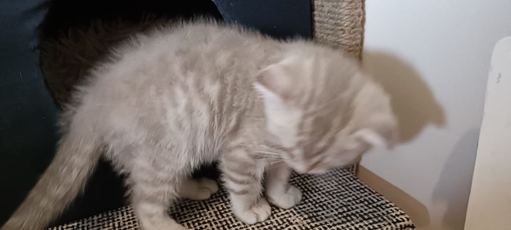 Scottish Fold macho