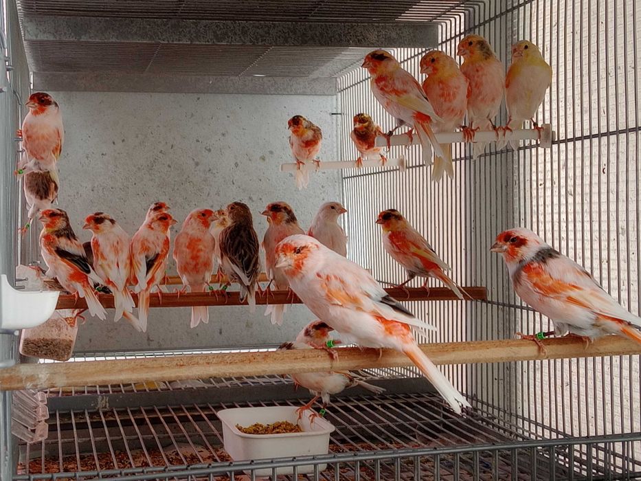 Vendo canário arlequins