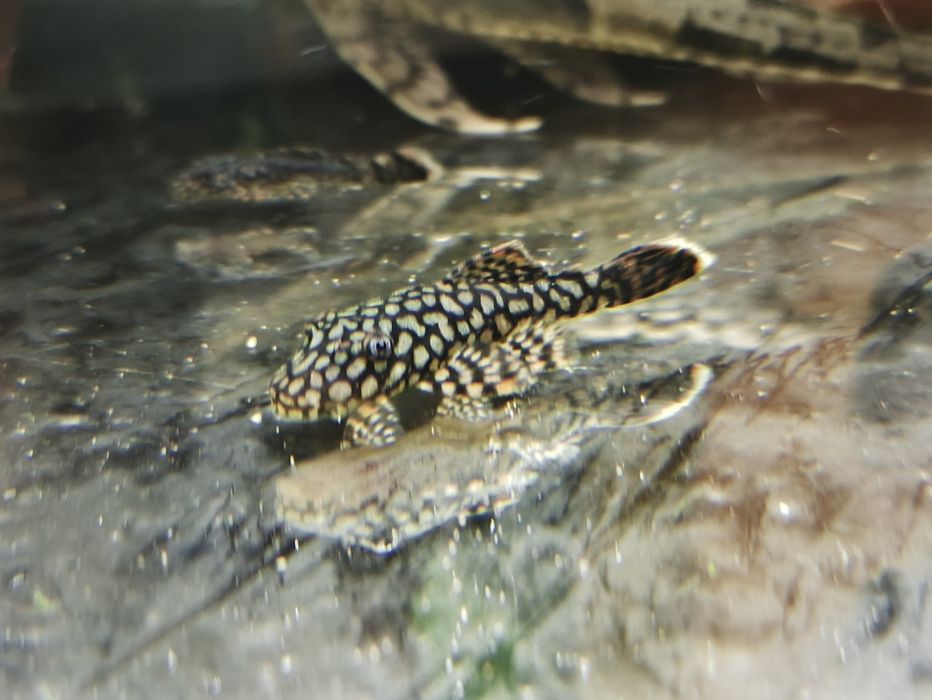 Ancistrus Wabenmuster zbrojnik glonojad 2.5 cm WYSYŁKA