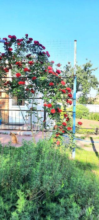 Терміново продам затишну садибу + магазин в подарунок! ТОРГ!