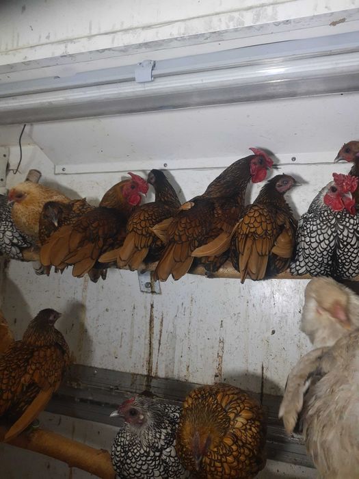 Kury serebrytki ozdobne