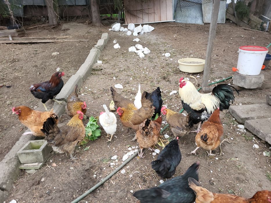 Jaja lęgowe kur mix.