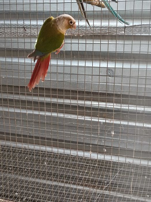 Ring necks para cedência, vou trocar de casa e não tenho espaço