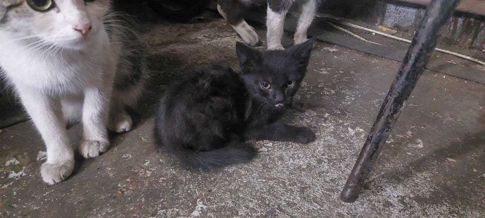 Віддам котиків безкоштовно