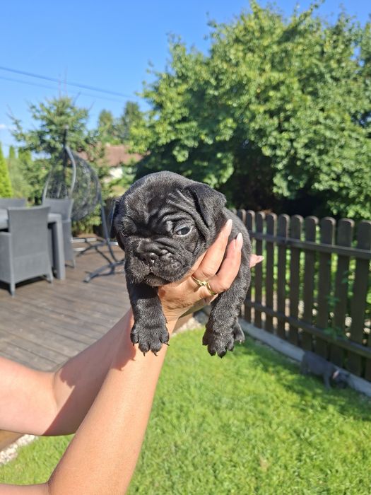 Buldog francuski
