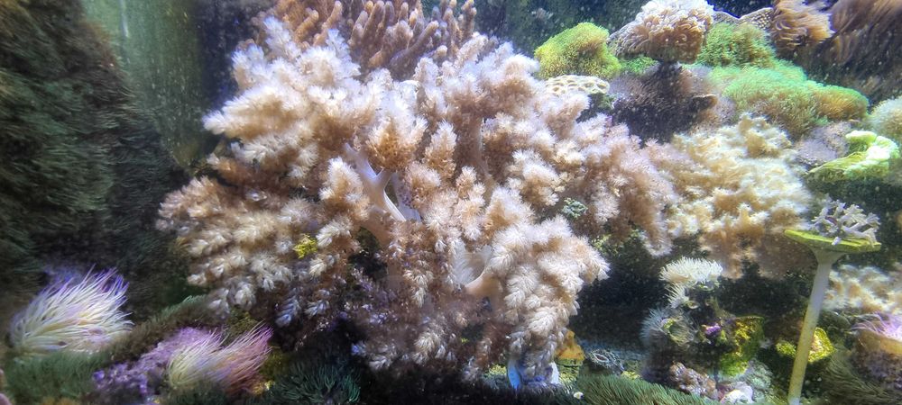 Koralowiec Capnella z własnej hodowli