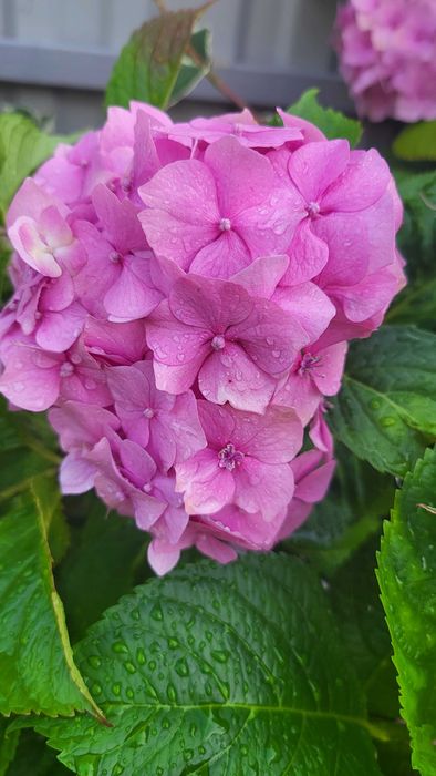 Гортензія  рожева саджанці