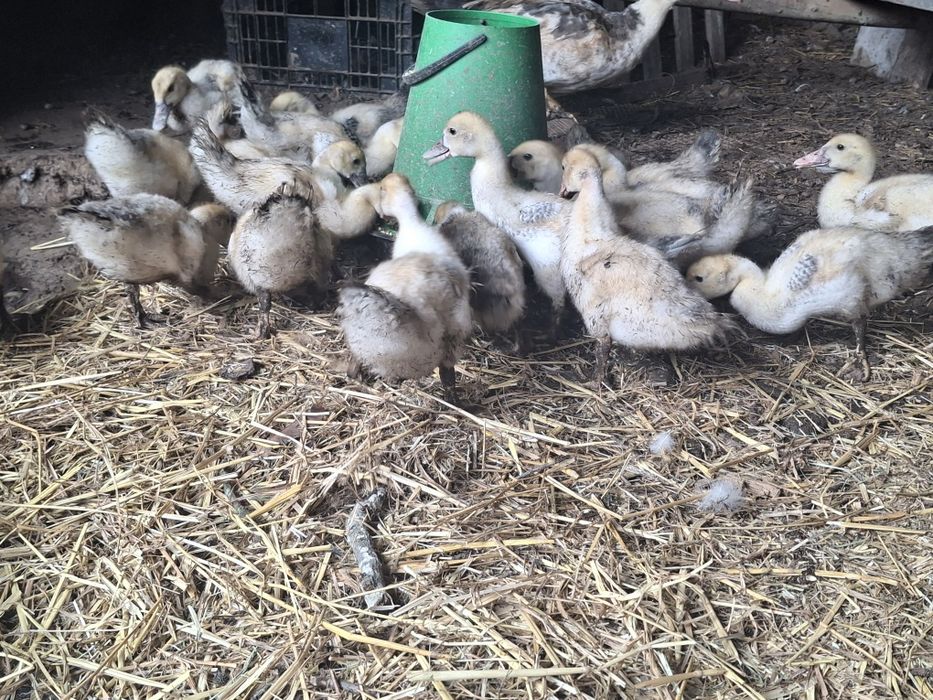 Vendo Patos  pequenos