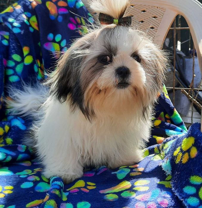 Продаётся девочка ши-тцу