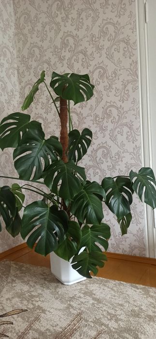 Вазон Монстера. Висота 1,35