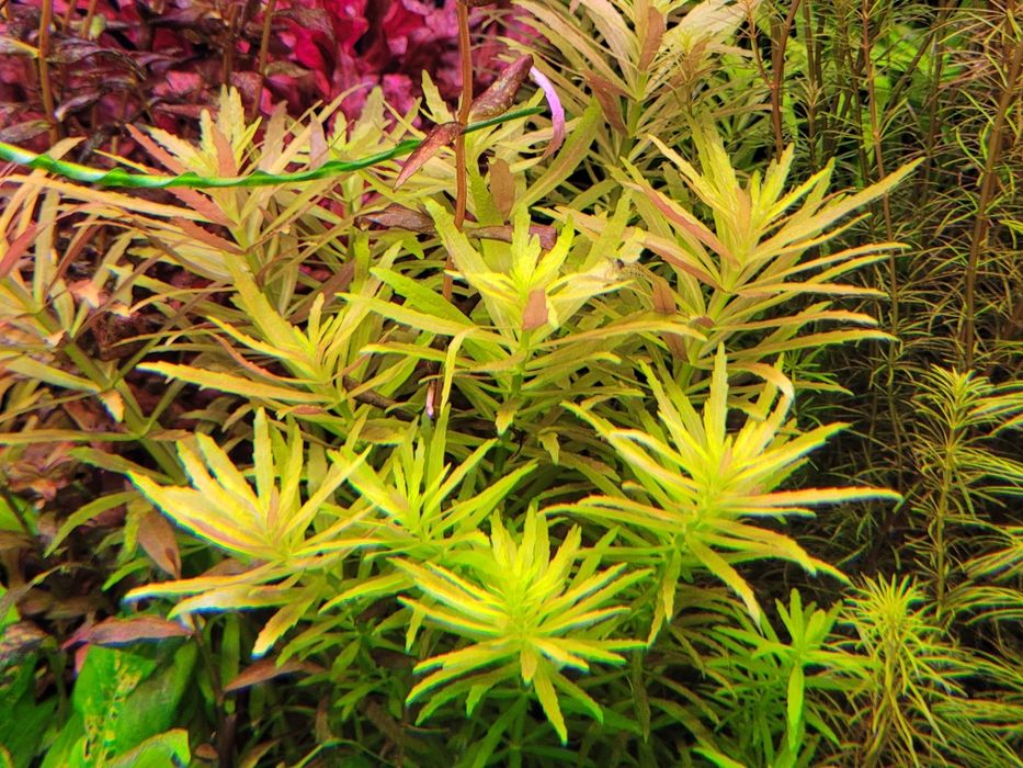 Lobelia cardinalis mini