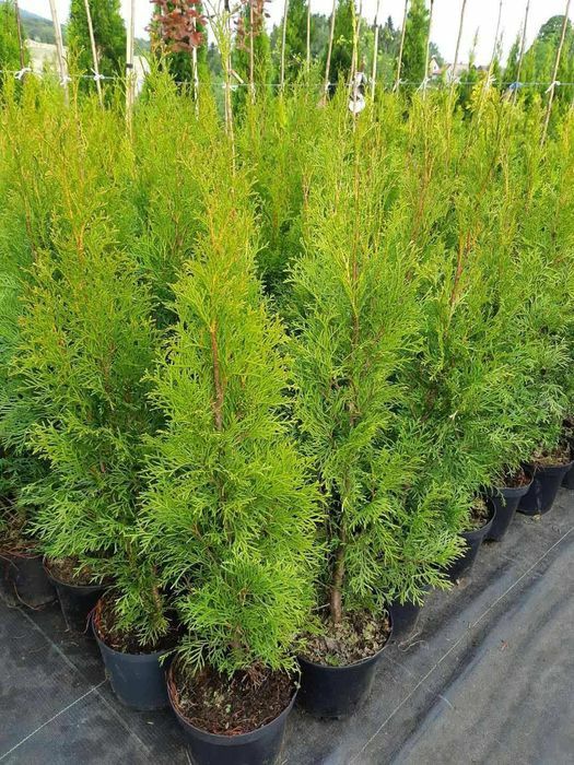 Tuja Szmaragd (Thuja occidentalis Smaragd)