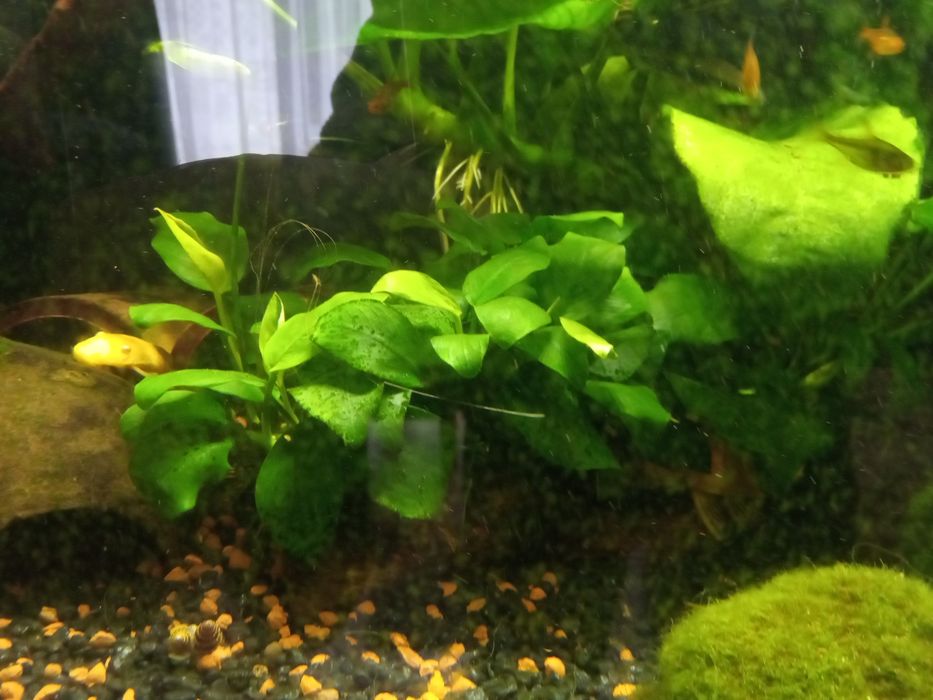 Anubias średni, ukorzeniona odnoga, łatwa uprawa