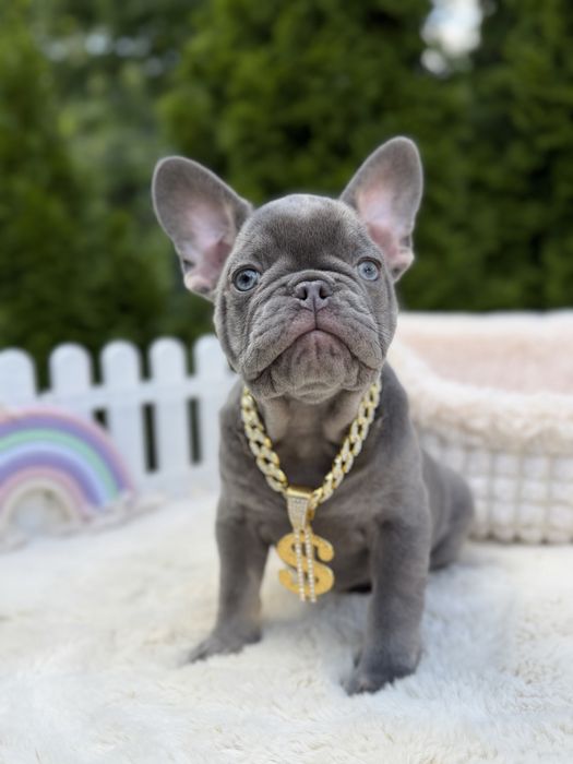 Buldog francuski piesek lilac tan