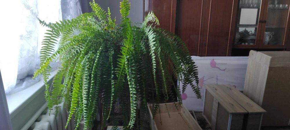 Акваріум з панорамним склом 300л.