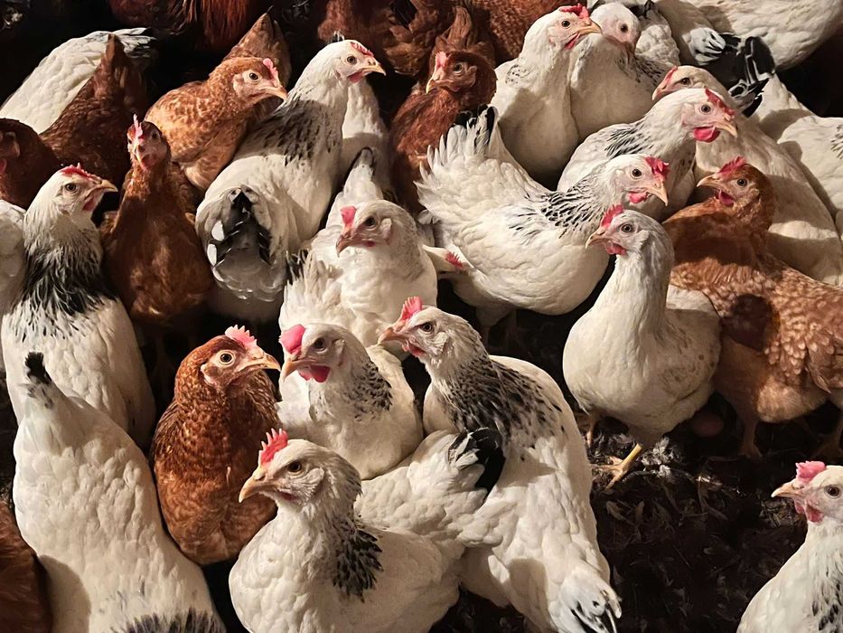 Kury nioski Rosa młode z pierwszym jajkiem. Leghorn. Dowóz Gratis.